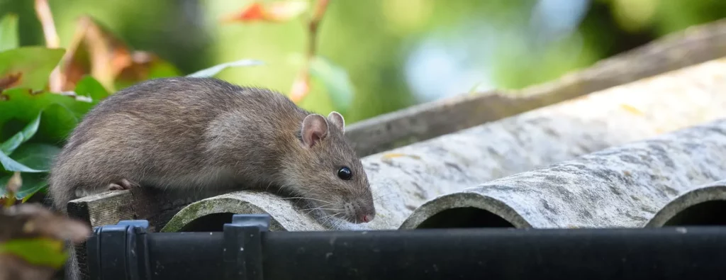 Rat brun sur le toit dans le jardin