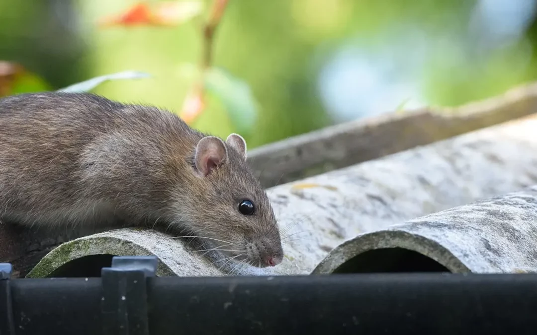 Le rat : une vieille connaissance